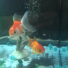 물고기