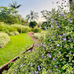 01.12.2025 - Cap. XXV - Buscai e Achareis