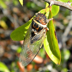 Cicada
