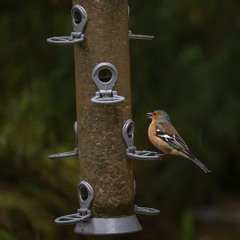Birds of Arran
