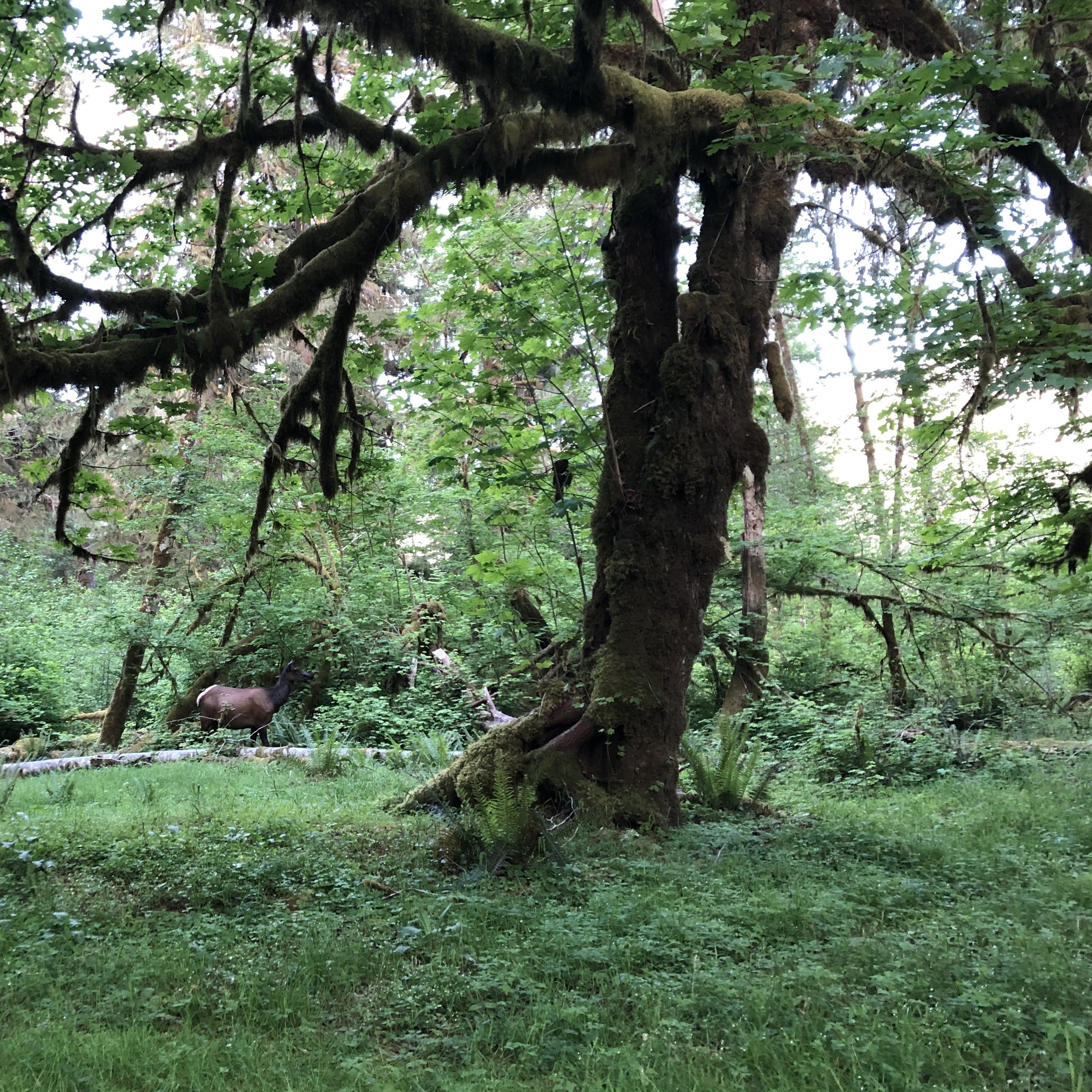 Northwest Soundscapes