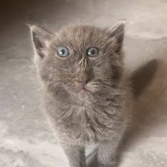 Cat 6