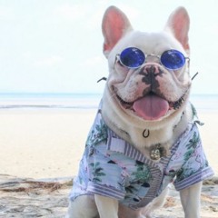 frenchie MOOD mix by Jose Matos
