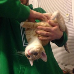 A Lazy Sunday With A Lazy Cat