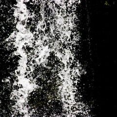 Premiere : Pauli - Leafs