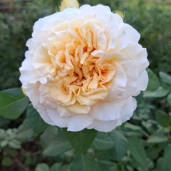 20.08.2025 - Cap. IX - Bem Aventurados os Mansos e Pacíficos - Obediência e Resignação (16) A PAZ