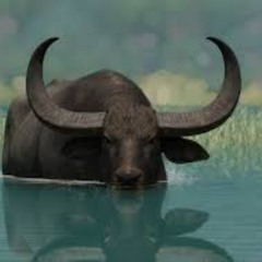 Buffalo Kill