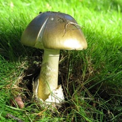 D-Omen - Death Shrooms [Live]