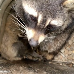 AAAC Wildlife Removal of Fort Worth - AAAC Wildlife Removal of Fort Worth