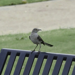 Craig Tanner - Mockingbird