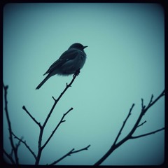 Nightingale