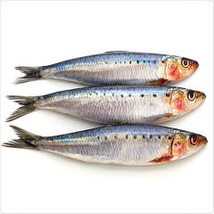 Long Sardine x Águas de Março