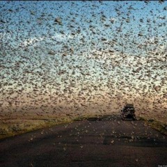 AdamThePlayer - Locusts Swarm (Original Mix)