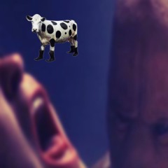 the cow is a distraction