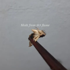 Moth From Th3 Flame