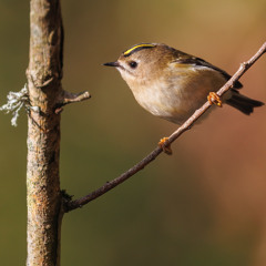 Goldcrest Song - MixPre-7501