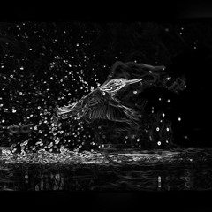Dance of Spring