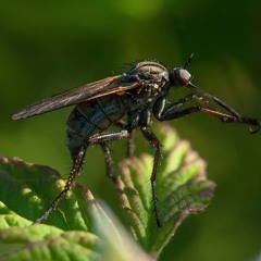 mosquito