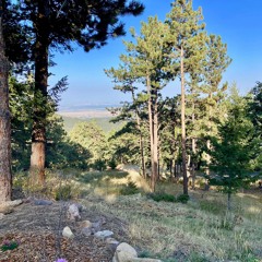 AMBForst Early Morning Birds Busy Light Canyon Wind Boulder Colorado Bob Arons