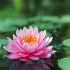 lotus flower [heyylotus]