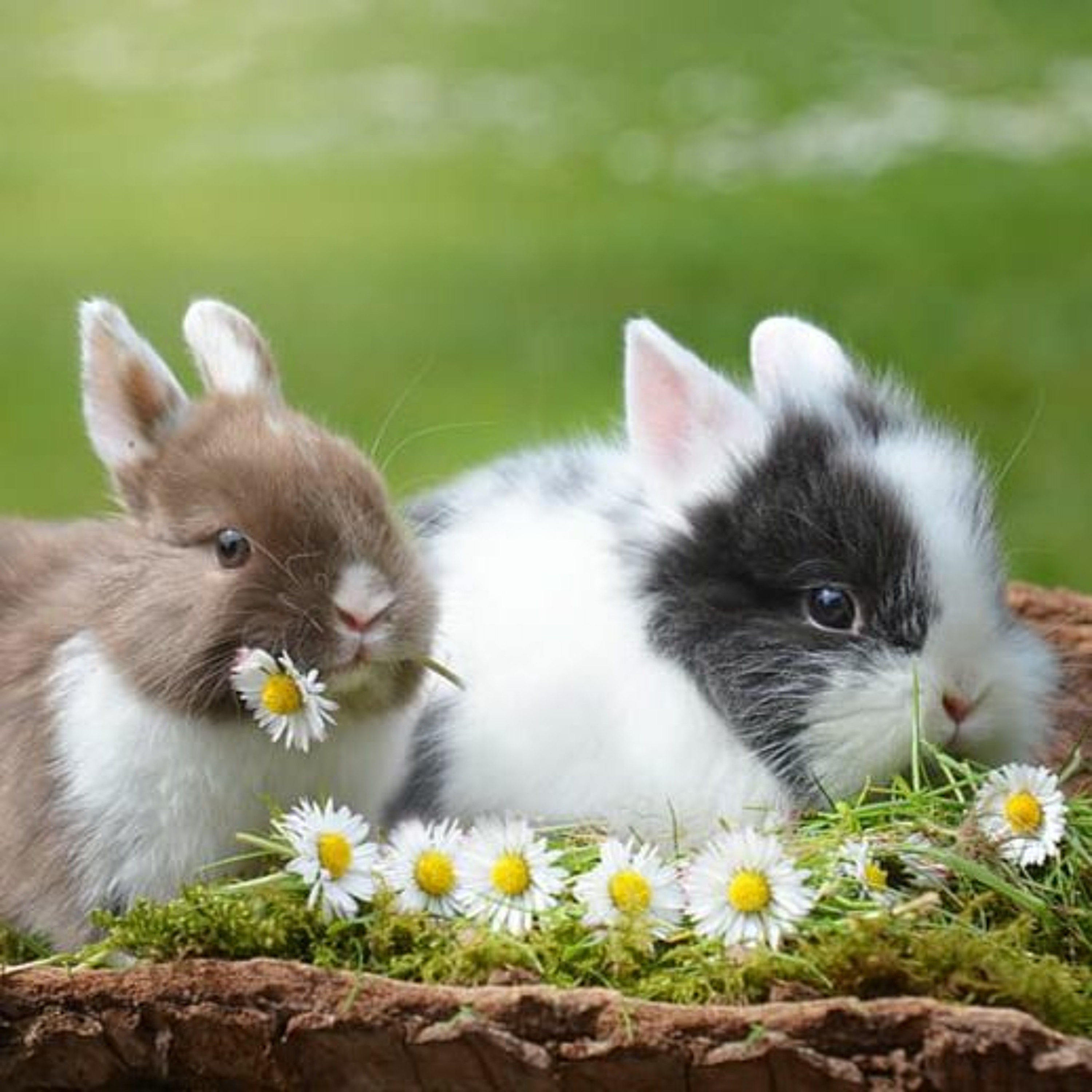 Le temps d\'un lapin