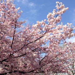 levitate (Lunarsouth南 x Saturn)