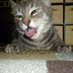 Catnip $$$ 🐈‍⬛  W/EllieRokks (prod.MELKHOM)