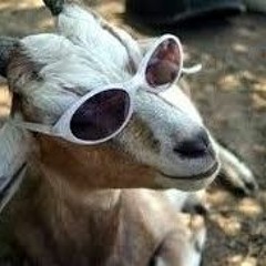 PORRADEIRO DAS CABRITA 001 - 01 DA REGIÃO DOS LAGOS