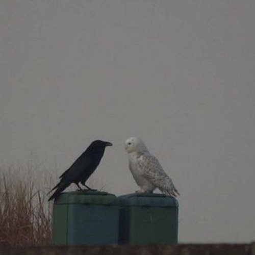 She thinks im a creep(with @l8call )