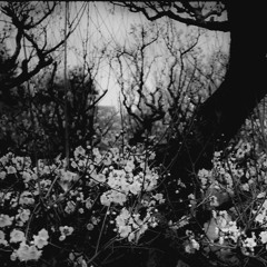 as winged branches adrift, apart (lofi)