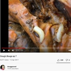 Maggots (Twice Flies)