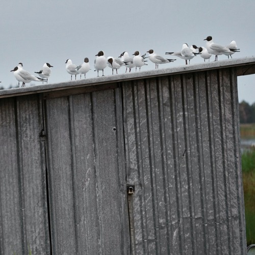 Black-headed Gulls - 2/7/2021  - of Makholma Shore
