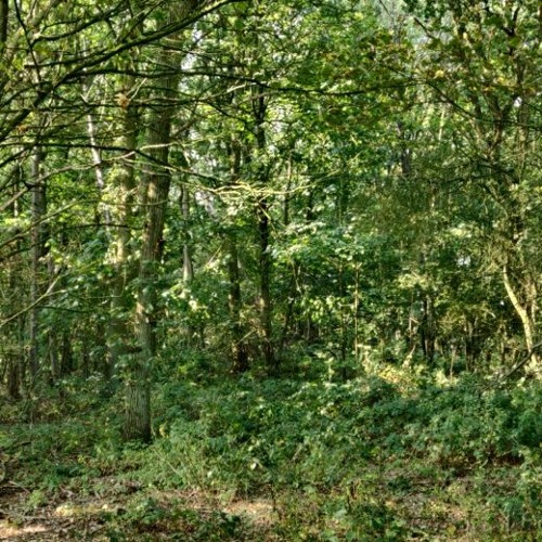 Stream Kexby Road, Glentworth, Gainsborough, Linncolnshire, ENGLAND by wild_rumpus Listen