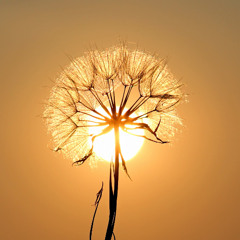 Dandelion (2025)