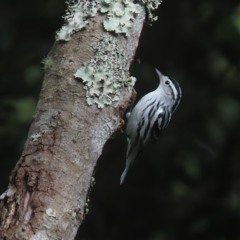 Black-and-white Warbler song, Corvo, Oct 2025