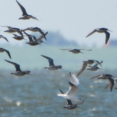 The mudflats never sleep....