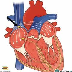 Sin-o-atrial