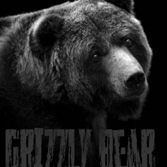 Grizzly Bear
