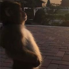 Jah Briccs & Adot - Ion Curr (prod.zayy)