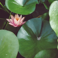 Freelove (Demo Live cover to Depeche Mode, 2021)