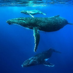 Whale Songs (new Mix)