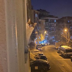 Johnny Stimson - Flower (short cover)