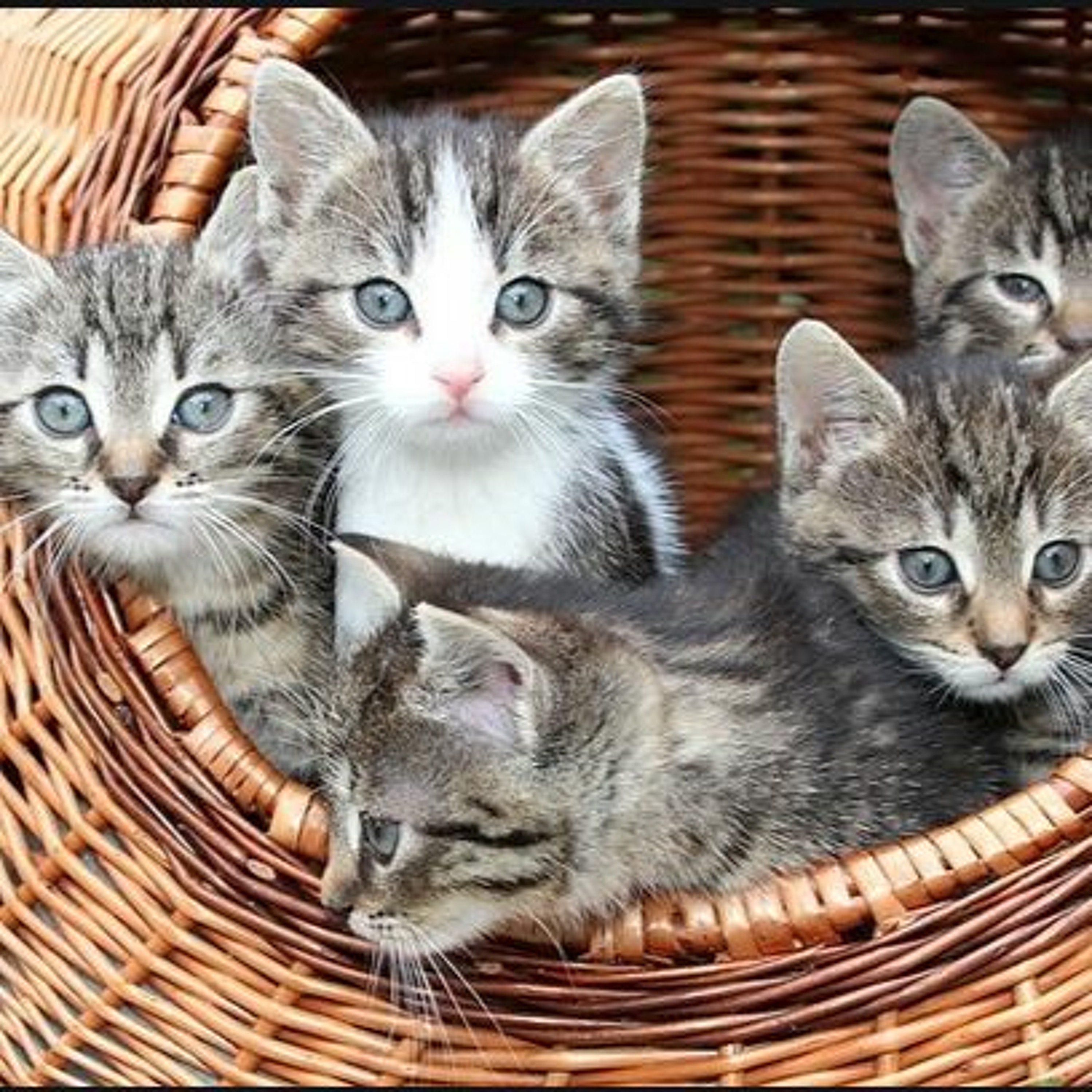 veterinary experts Meghan E. Herron, Debra F. Horwitz and Carlo Siracusa on Decoding Your Cat