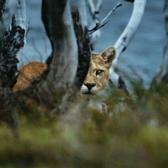 PUMA (original de kintu latinoamerica records)