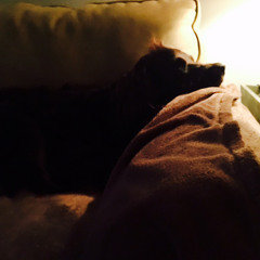 Let it Ride HUNGRY GIZMO scs