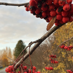 inspector - november