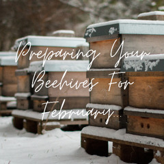 Preparing Your Beehives for February