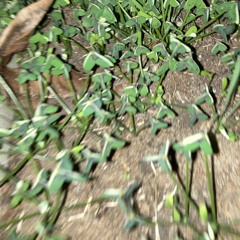 Clover