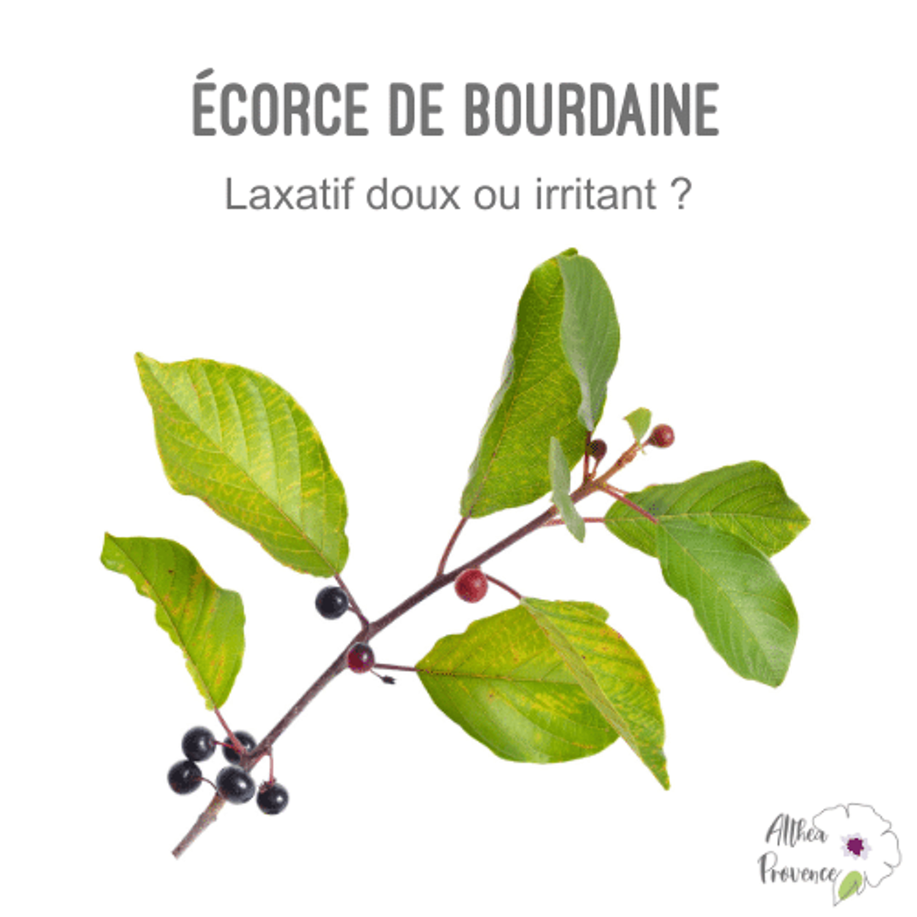 Ecorce de bourdaine - laxatif doux ou irritant ?