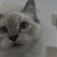 小妹小妹不要哭